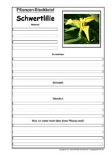 Pflanzensteckbrief-Schwertlilie.pdf